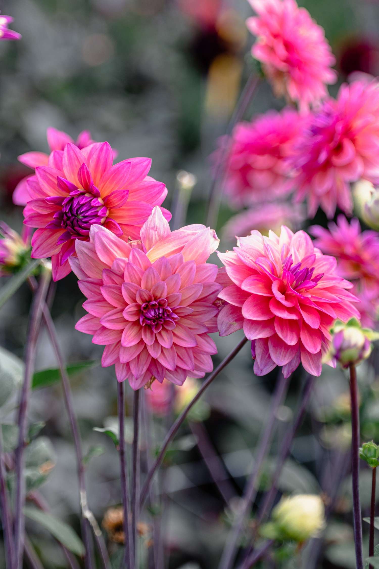 Daalia 'Feline Yvonne'